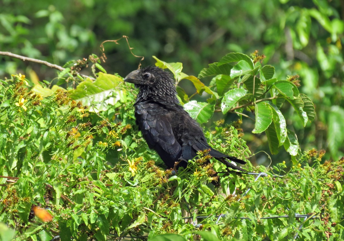 Smooth-billed Ani - ML518027291