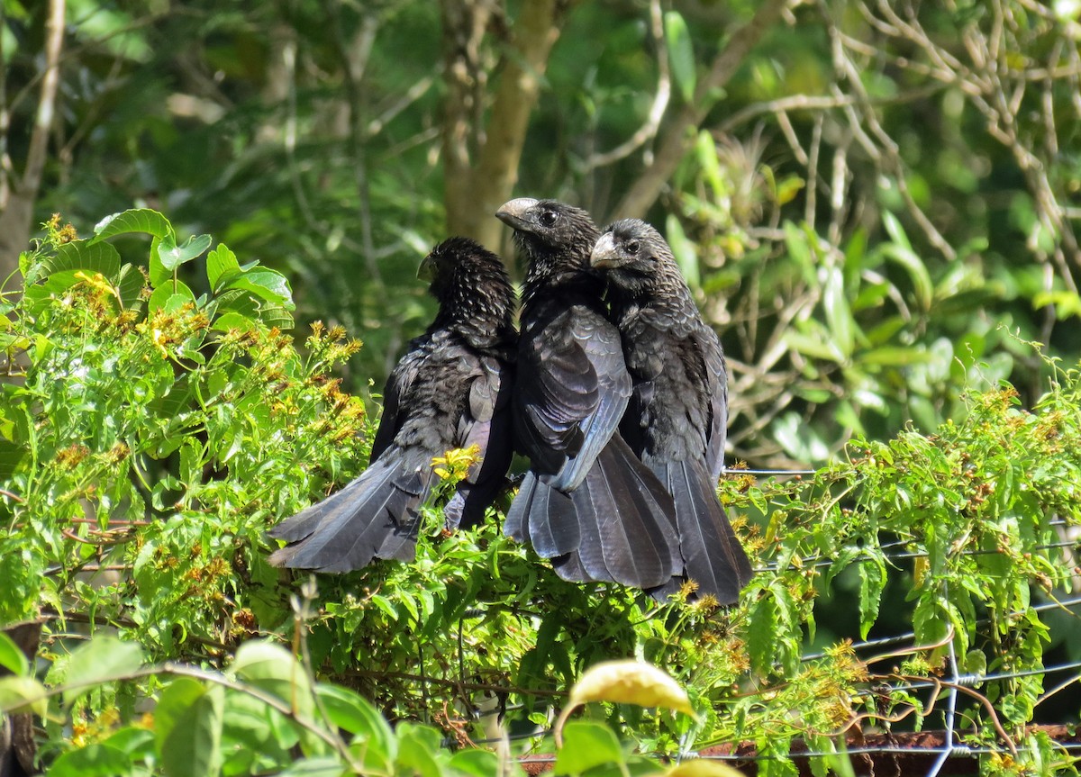 Smooth-billed Ani - ML518027301