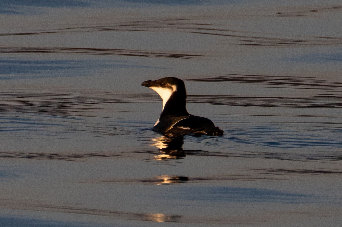 Razorbill - ML518028331