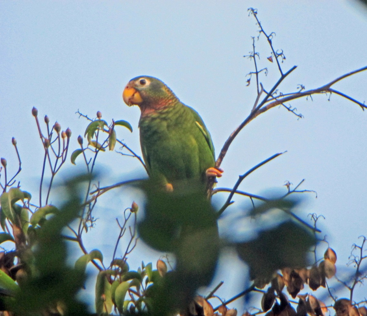 Yellow-billed Parrot - Roger Robb