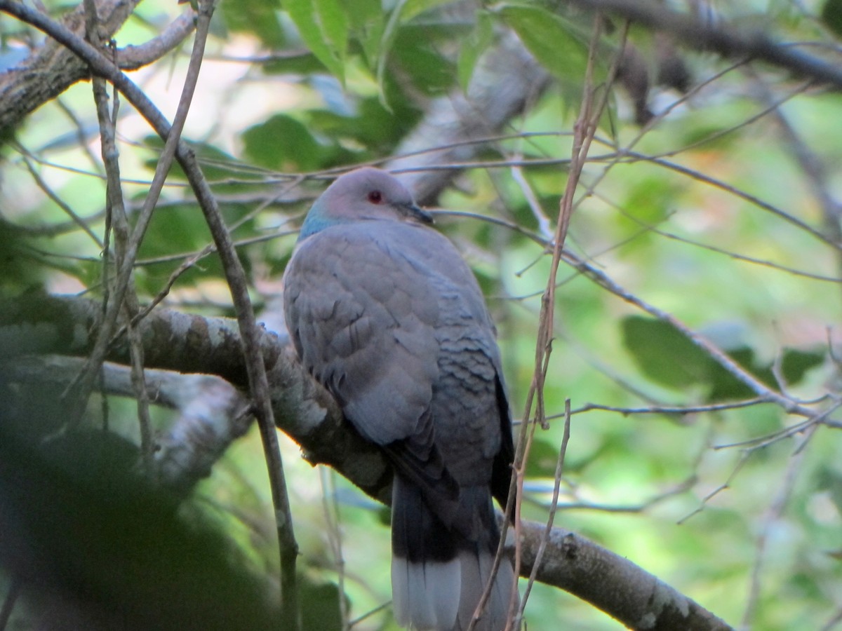 Ring-tailed Pigeon - Roger Robb