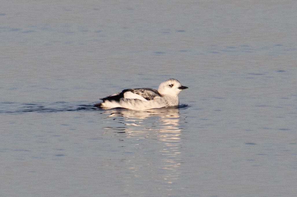 Black Guillemot - Cameron Johnson