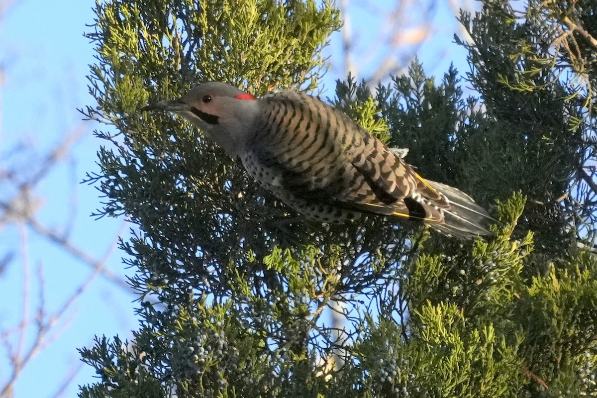 Northern Flicker - ML518031861