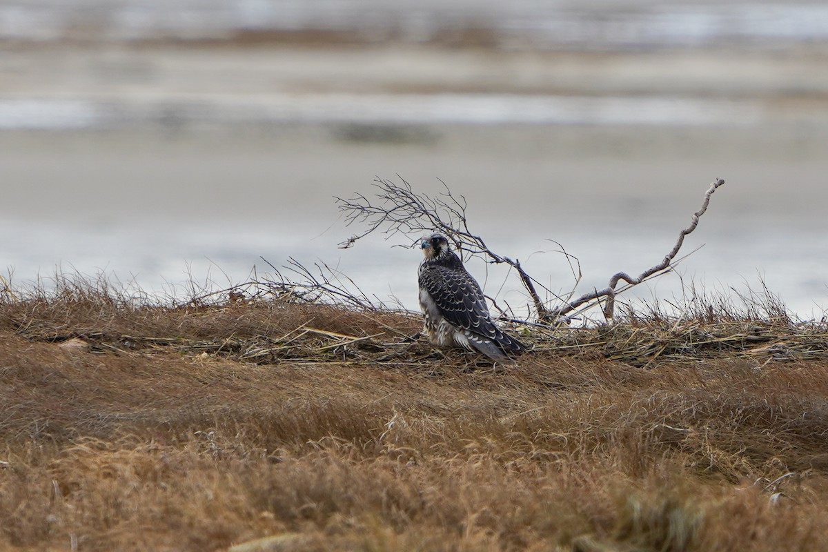 Peregrine Falcon (Tundra) - ML518032331