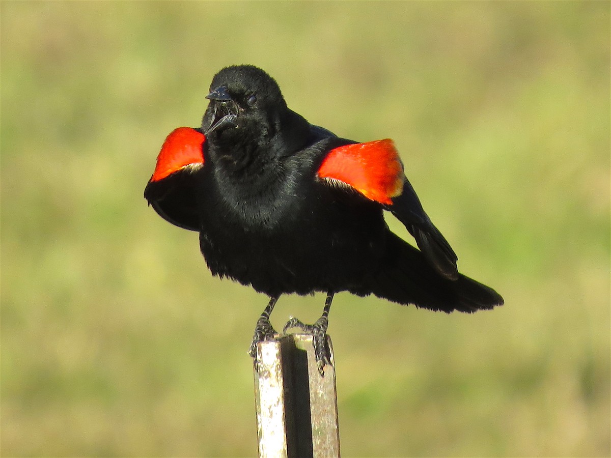 Red-winged Blackbird - Ted Floyd