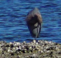 Reddish Egret - ML518035161