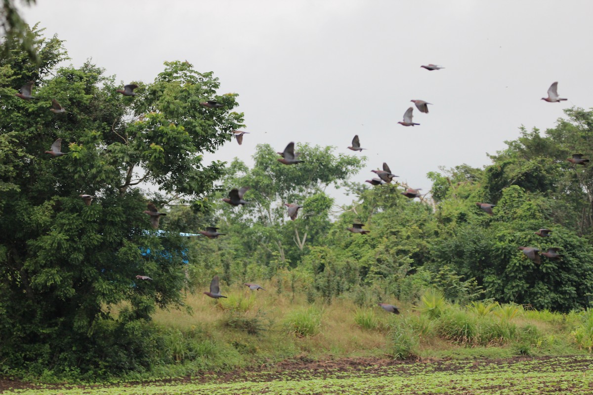 Red-billed Pigeon - ML518036221