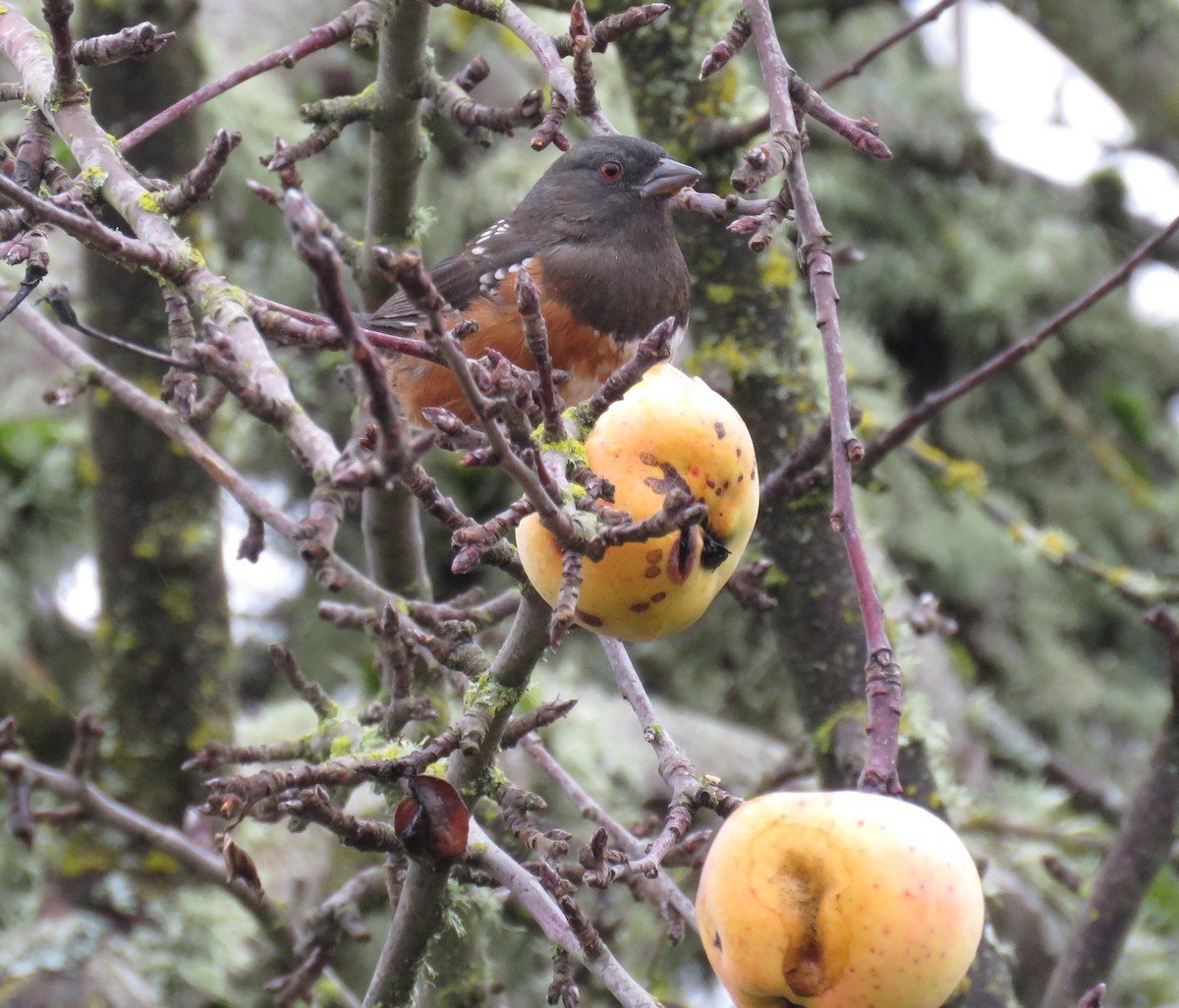 Spotted Towhee - Pam Otley