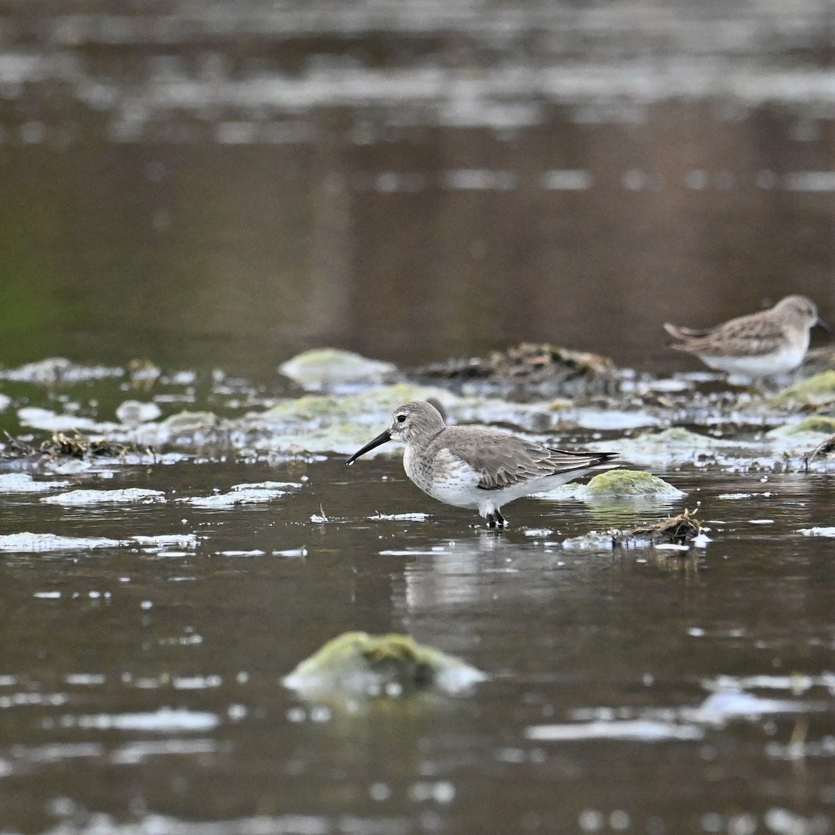 Dunlin - Ronnie Reed