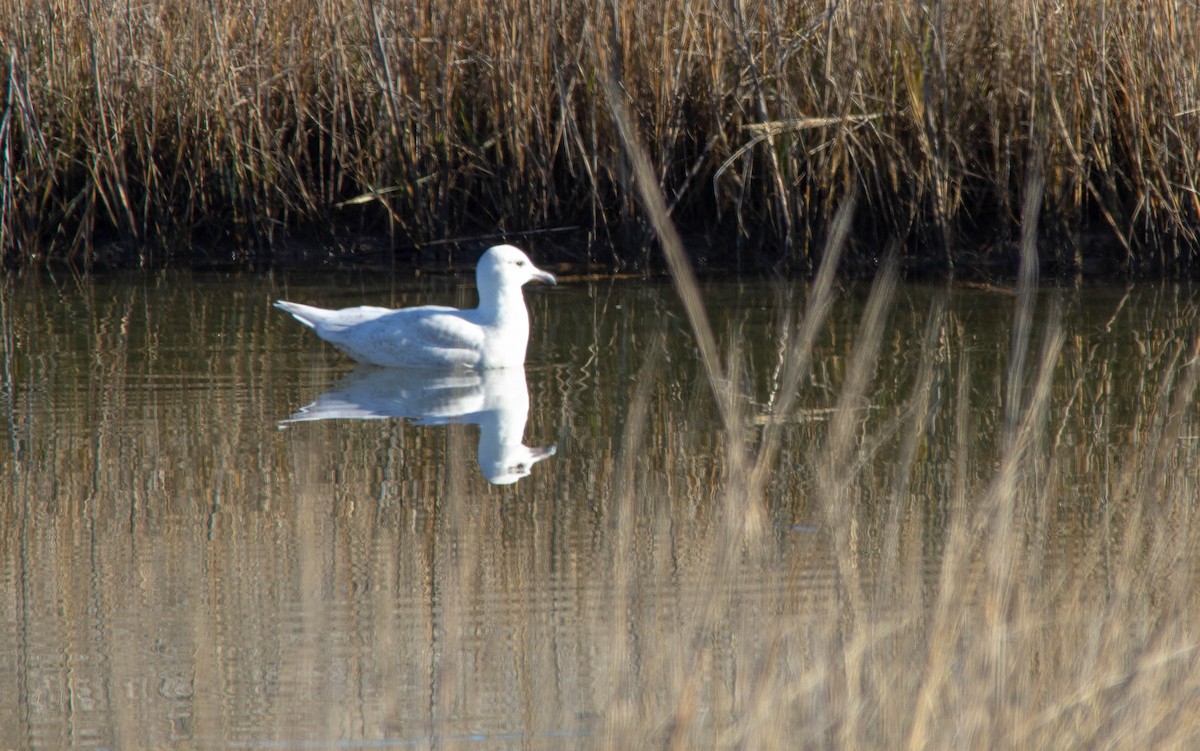 Iceland Gull - ML518037401