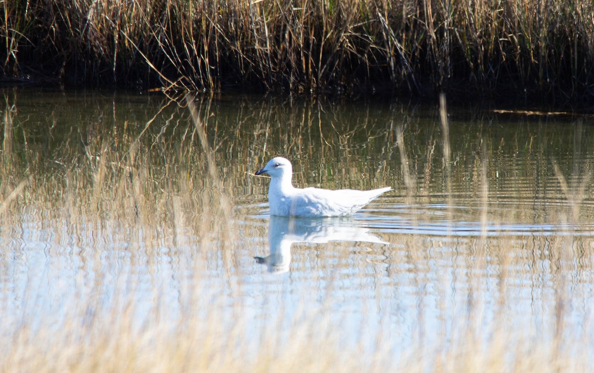 Iceland Gull - ML518037411