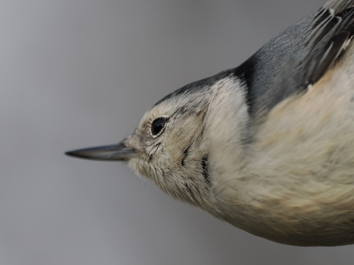 White-breasted Nuthatch - Scott (瑞興) LIN(林)