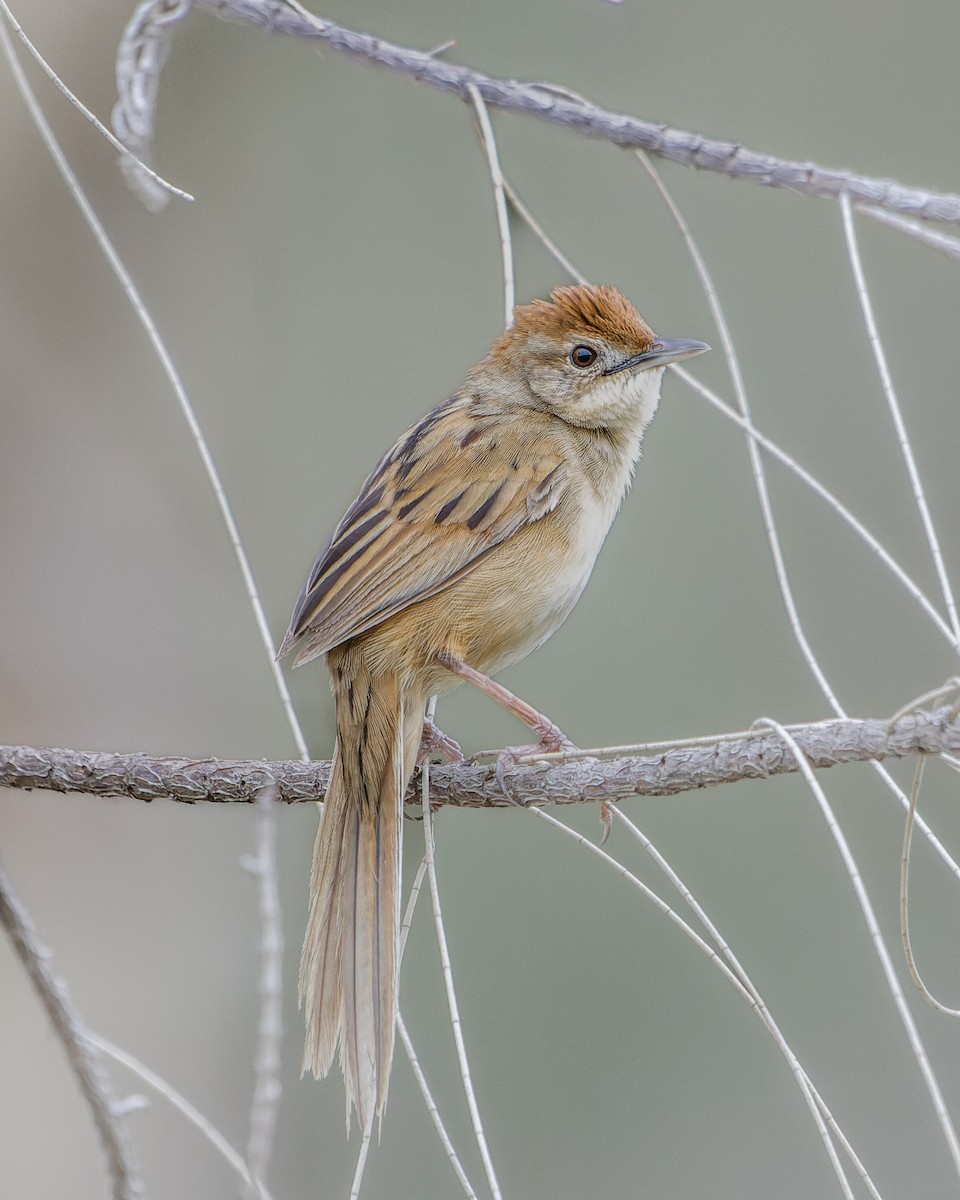 Tawny Grassbird - ML518039291