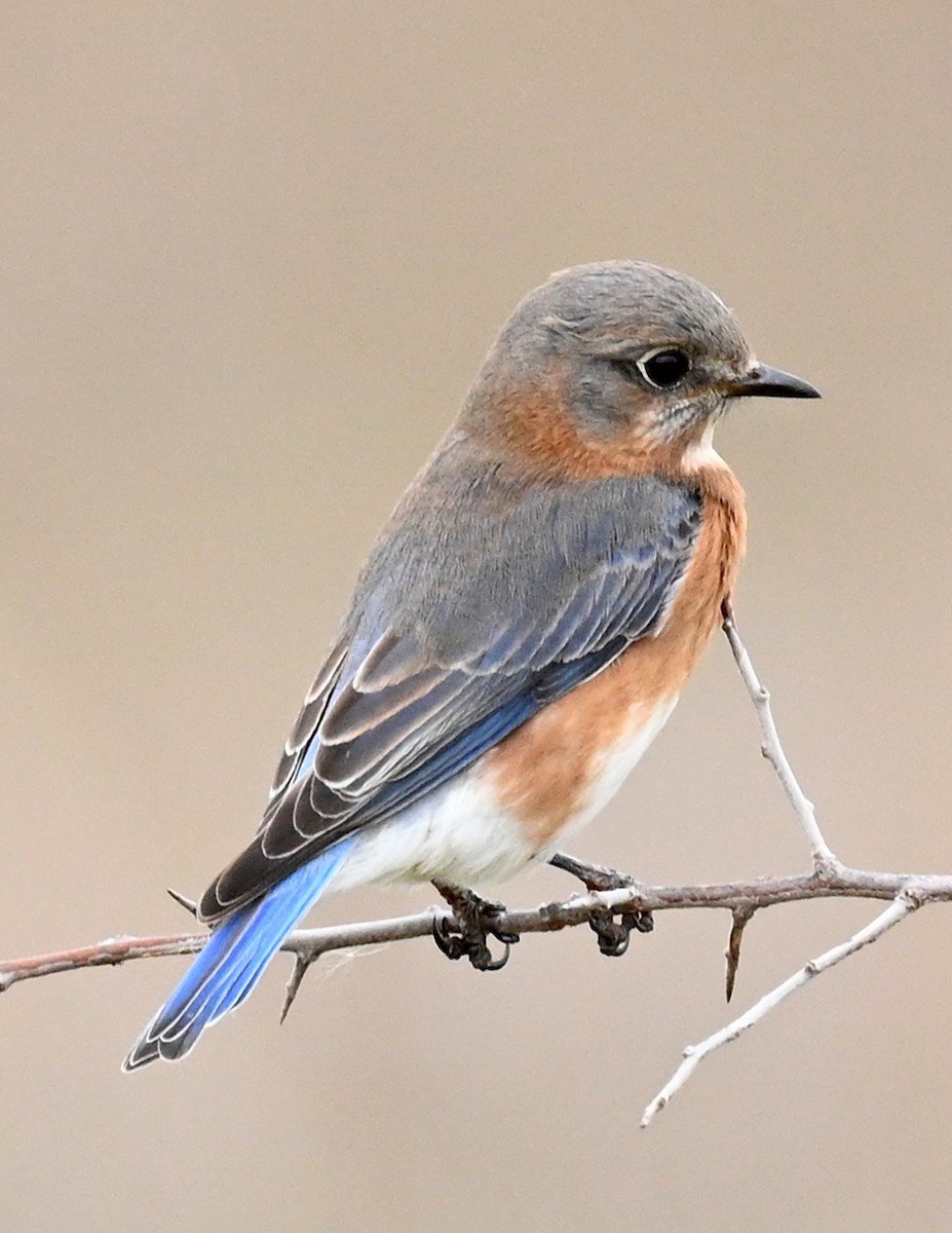 Eastern Bluebird - ML518039521