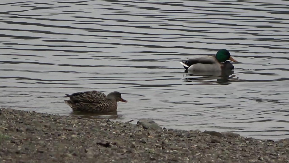 Mallard - Bruce Schine