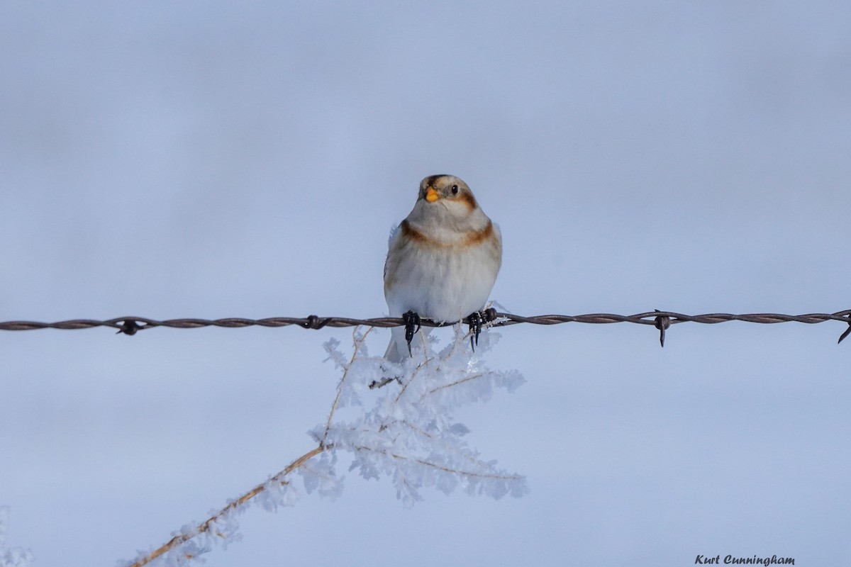 Snow Bunting - ML518040121