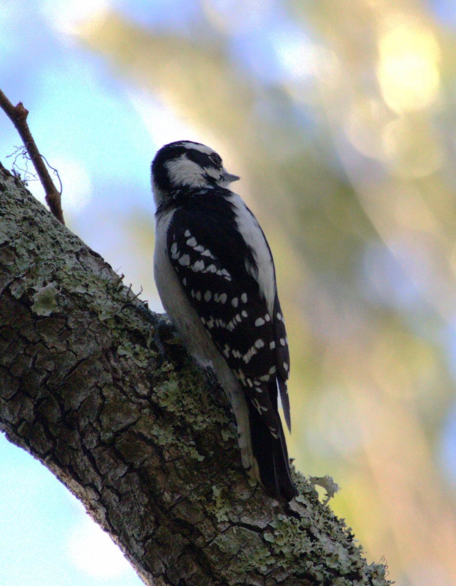 Downy Woodpecker - David Muth