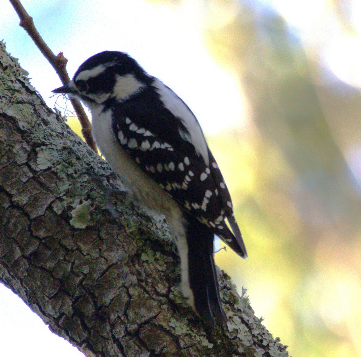 Downy Woodpecker - David Muth