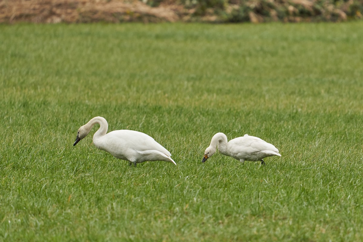 Гунгар хун (Bewick's) - ML518040891