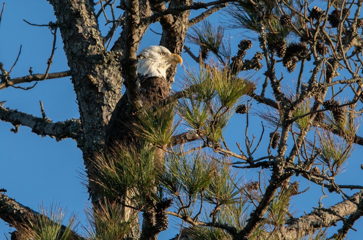 Bald Eagle - ML518041171