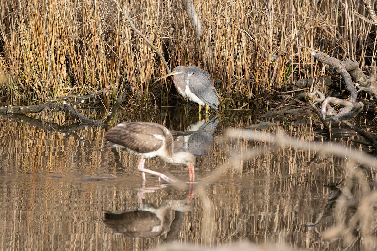 Tricolored Heron - ML518043251