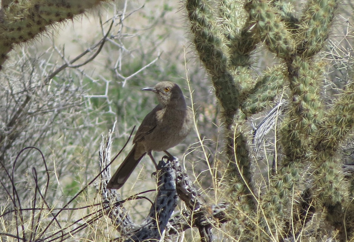 Bendire's Thrasher - ML51804431