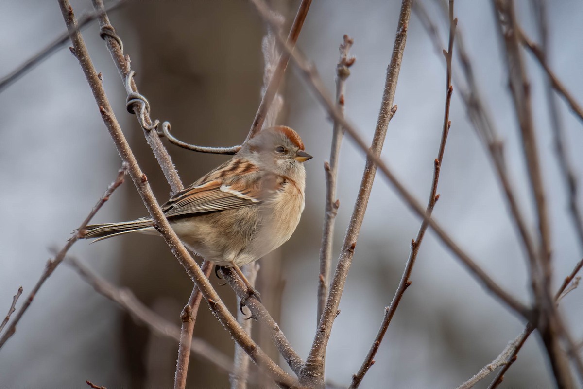 American Tree Sparrow - ML518045911