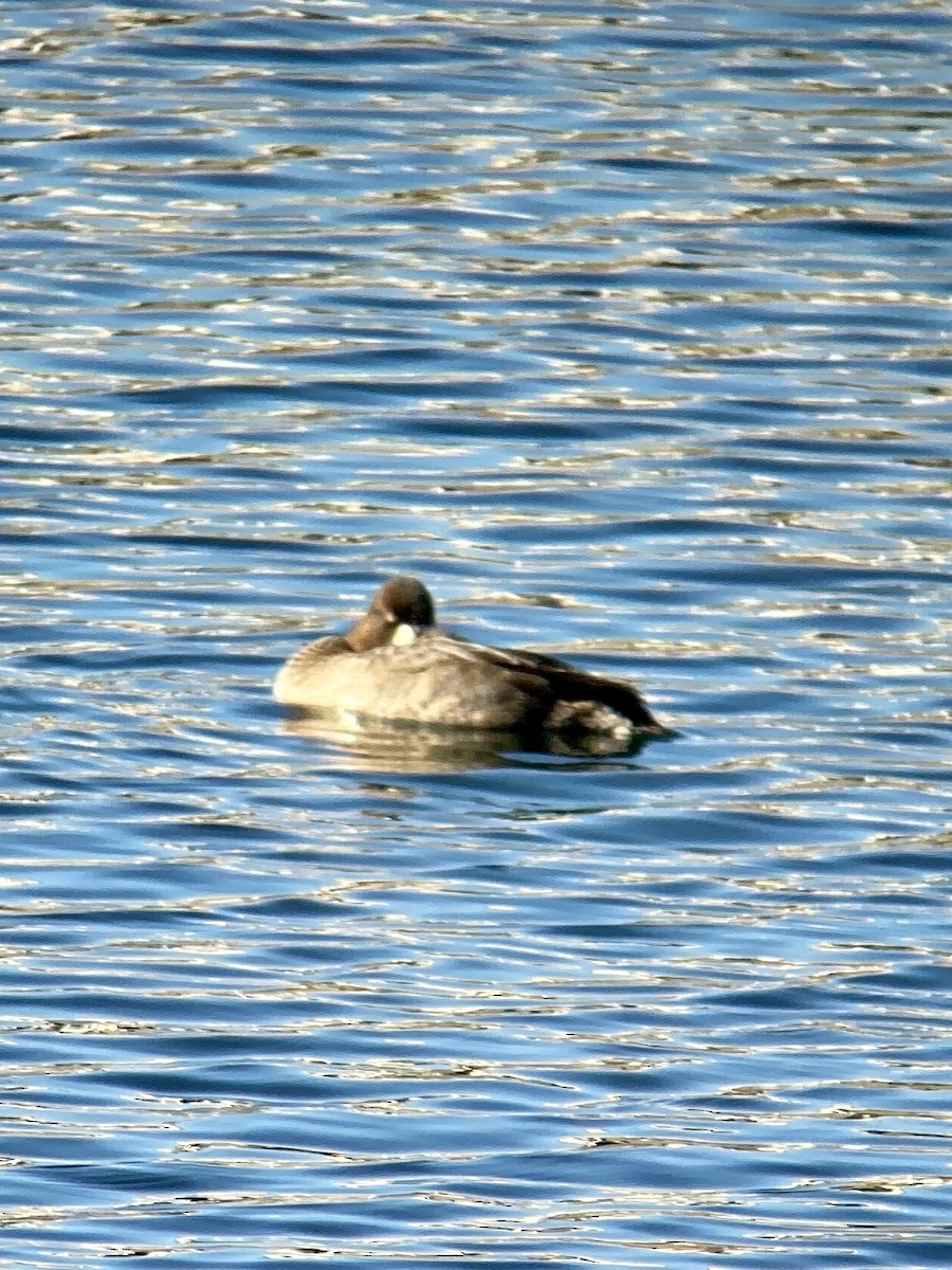 duck sp. - ML518046341