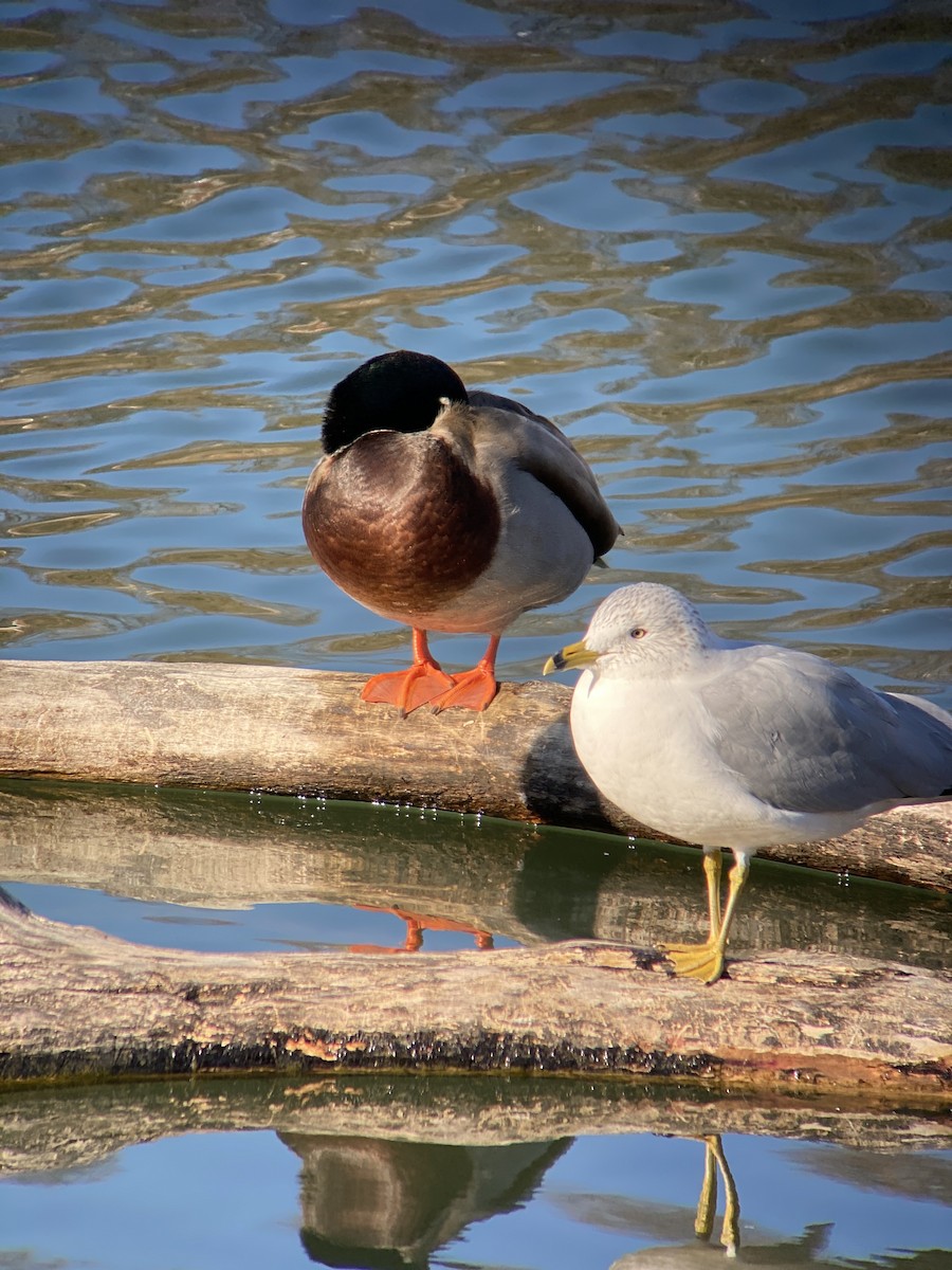 Ring-billed Gull - ML518046611