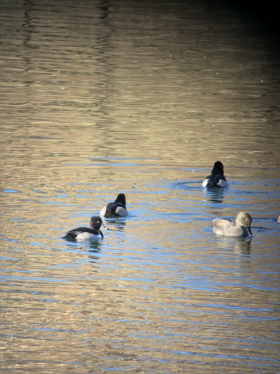 Gadwall - ML518046841