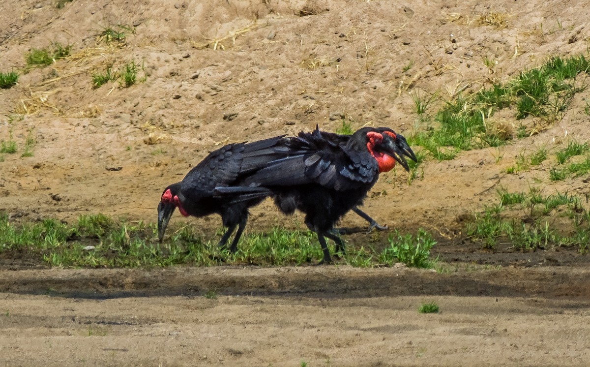 Southern Ground-Hornbill - Russell Scott