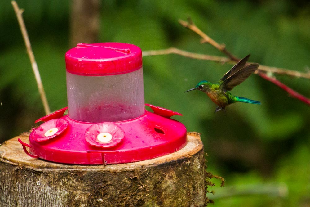 Long-tailed Sylph - ML518047551