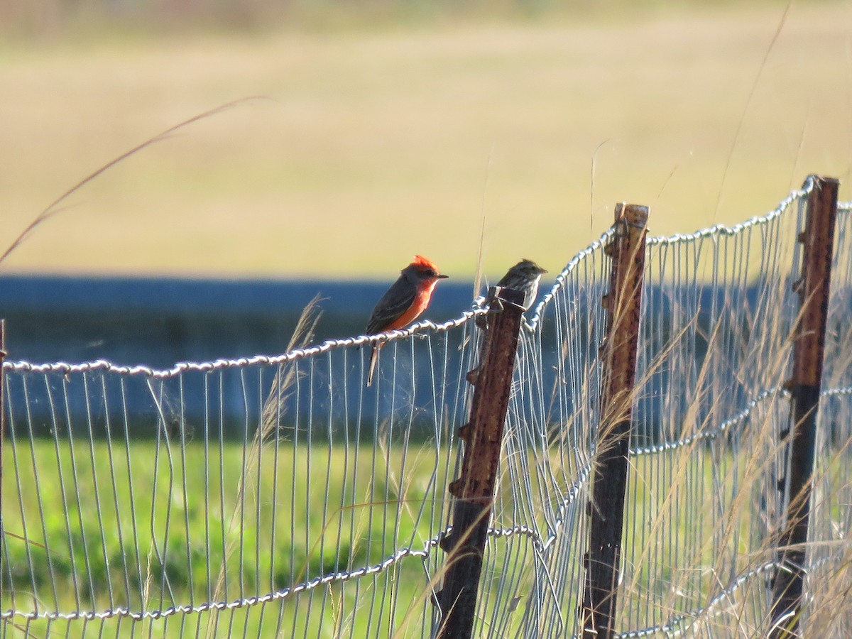 Vermilion Flycatcher - ML518047651