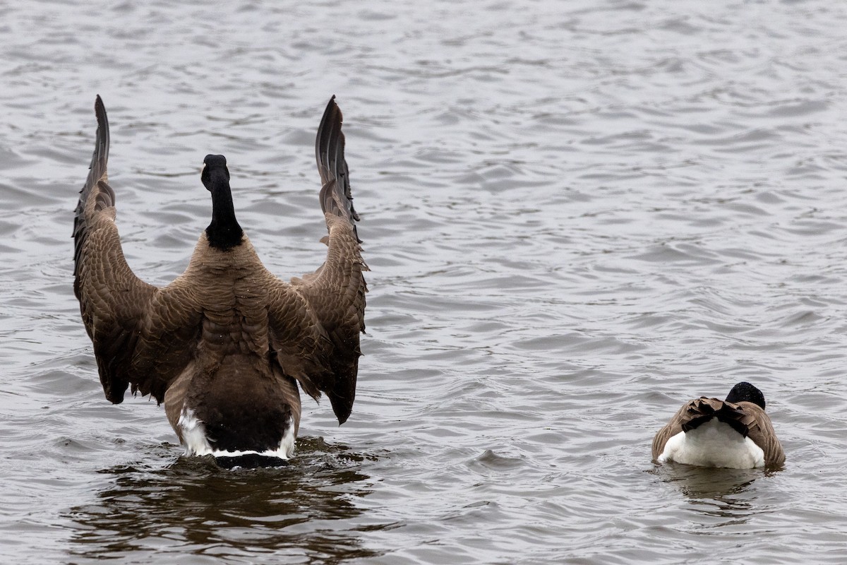 Canada Goose - ML518049311