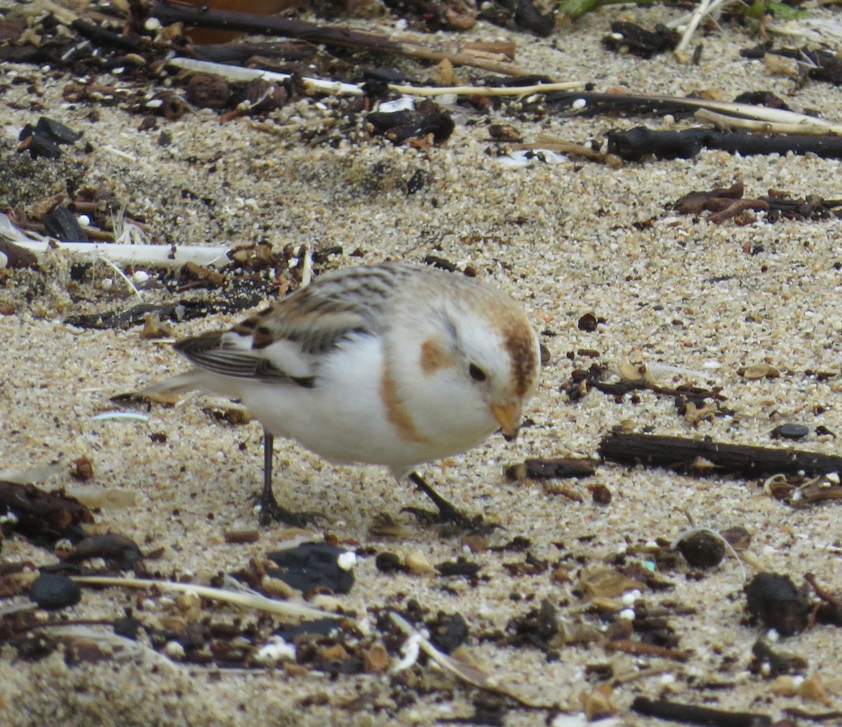 Snow Bunting - ML518049741