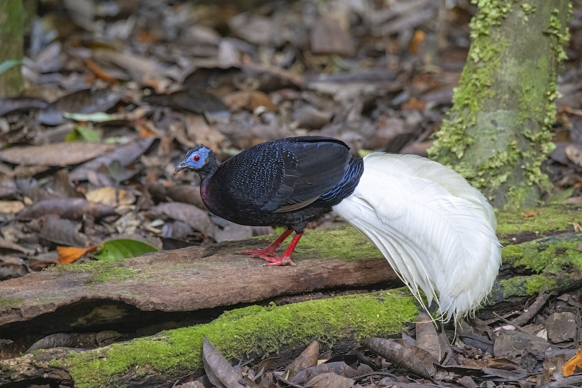 Bulwer's Pheasant - ML518050421