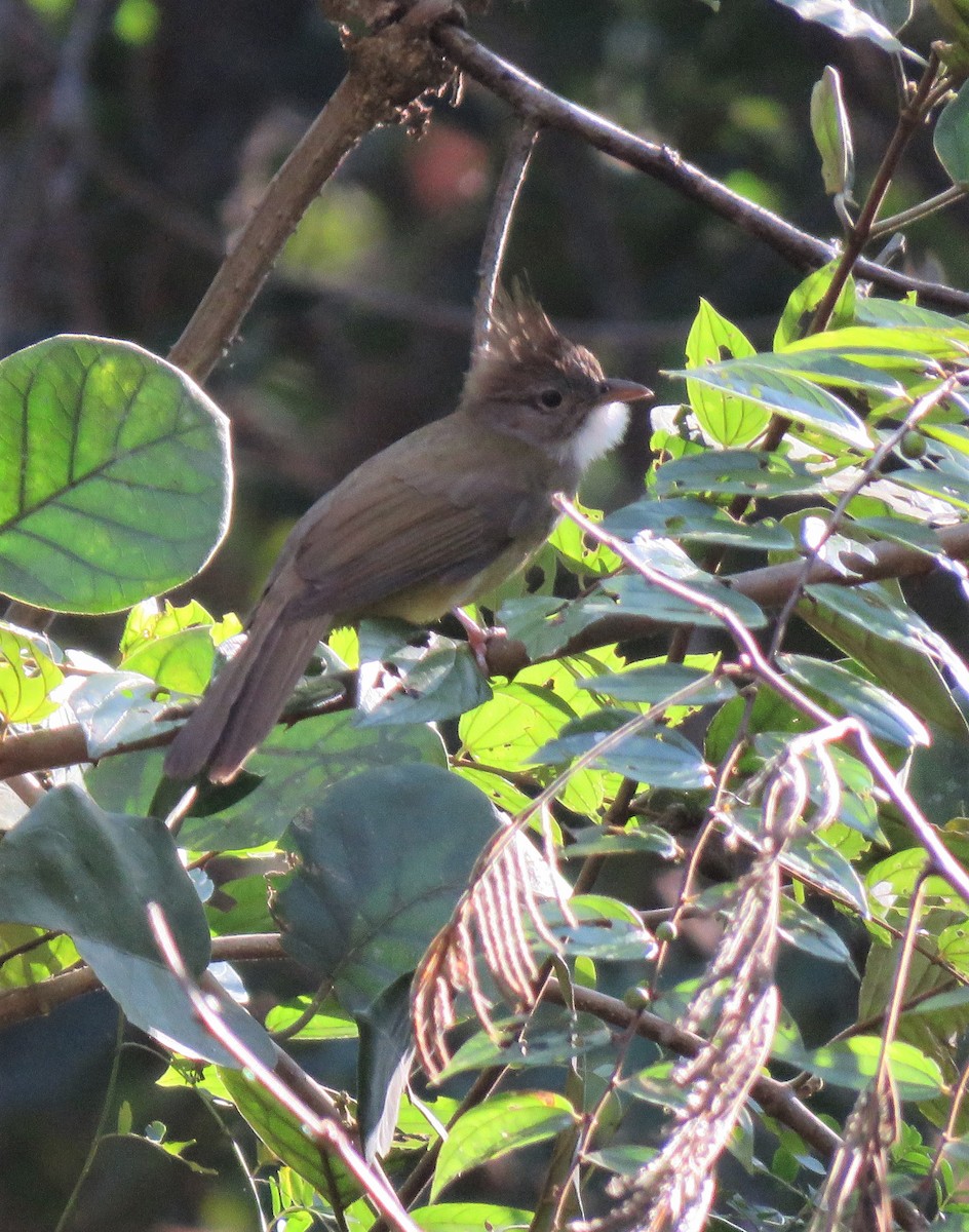 Puff-throated Bulbul - ML518050951