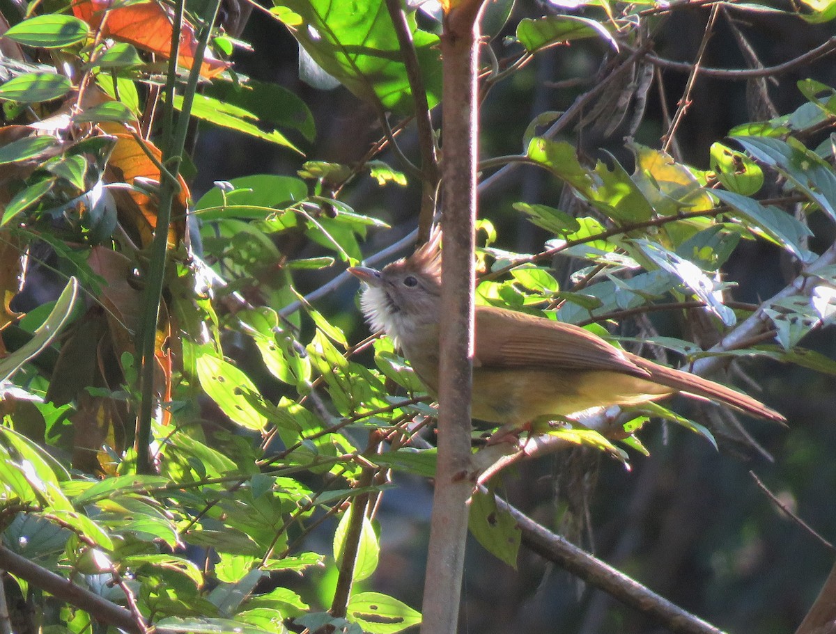 Puff-throated Bulbul - ML518050961