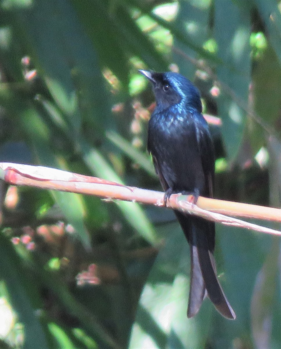 Bronzed Drongo - ML518051051