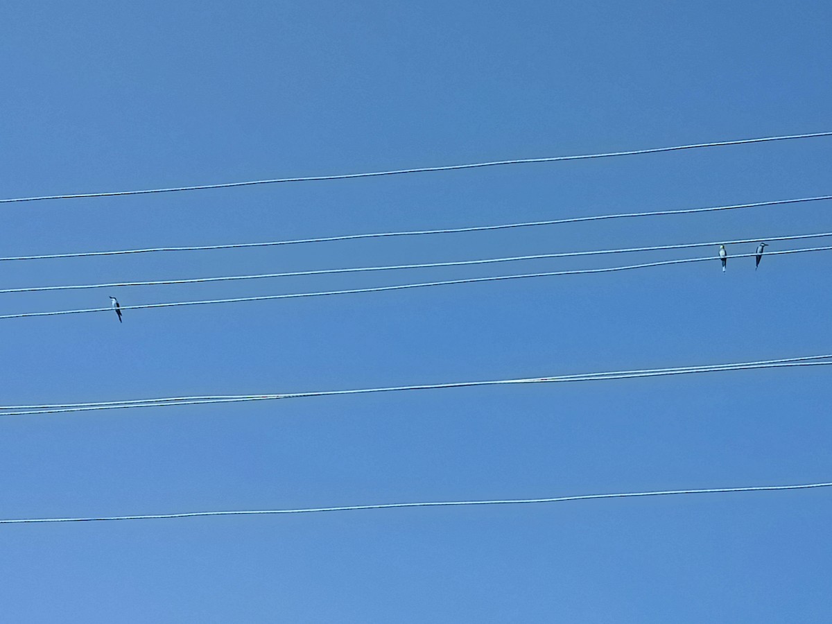 European Bee-eater - ML518051081