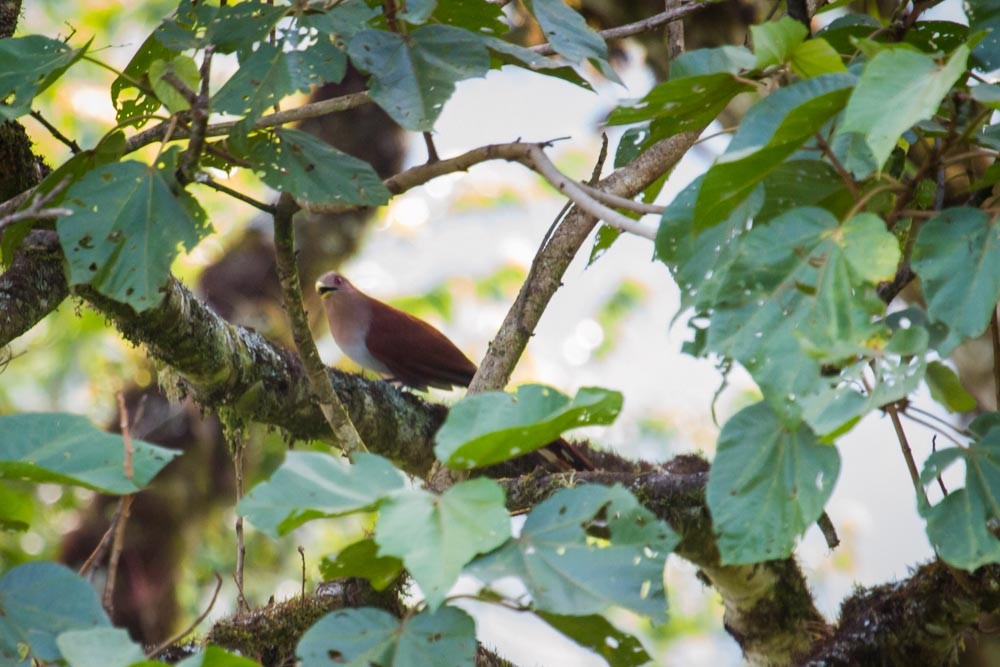 Common Squirrel-Cuckoo - Roland Kilcher