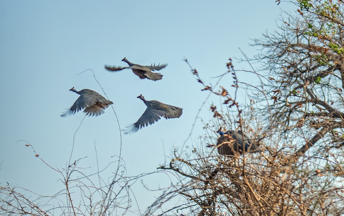 Helmeted Guineafowl - ML518051471