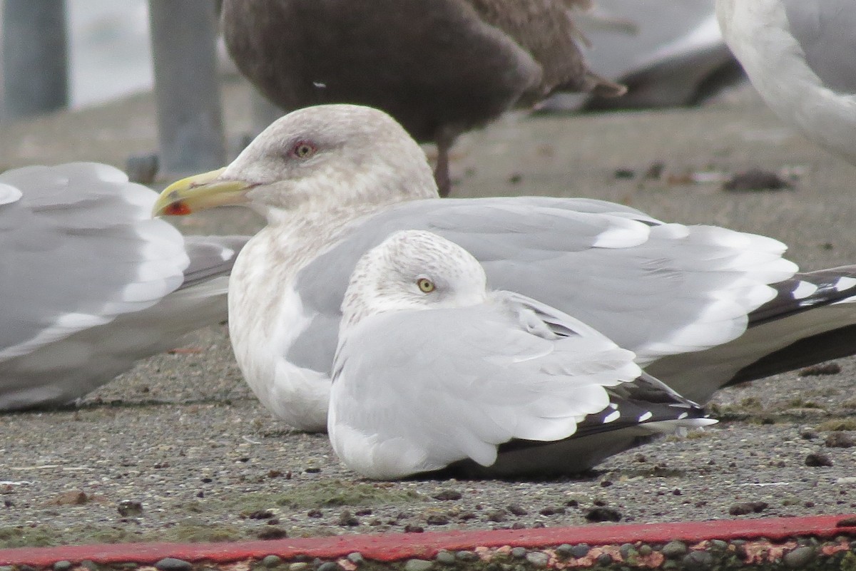 Ring-billed Gull - ML518052001