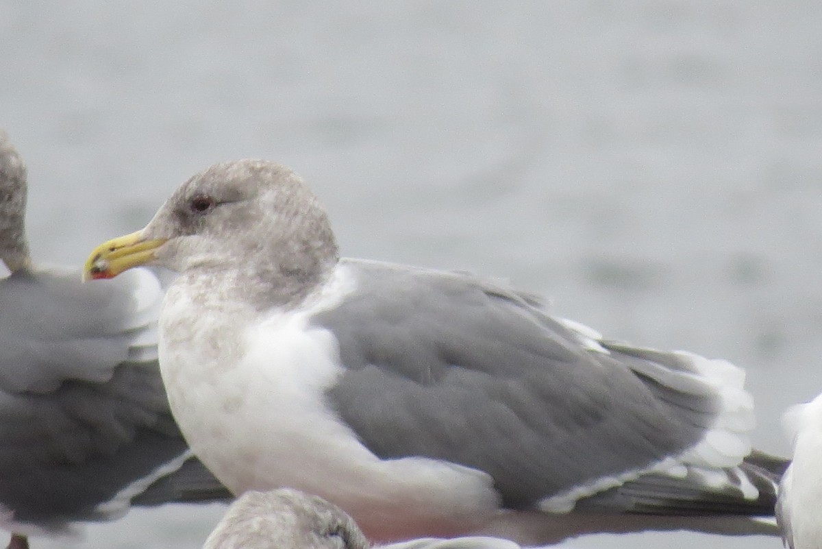 Western x Glaucous-winged Gull (hybrid) - ML518052601