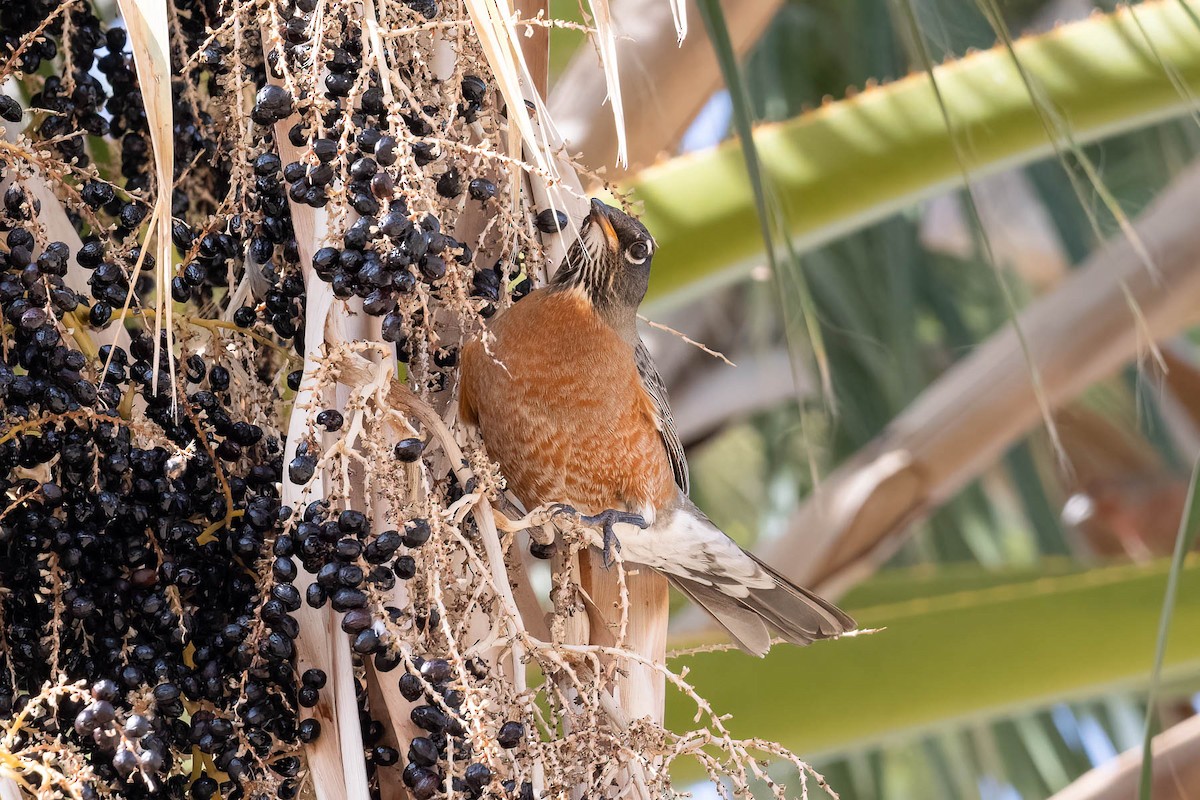 American Robin - ML518052971