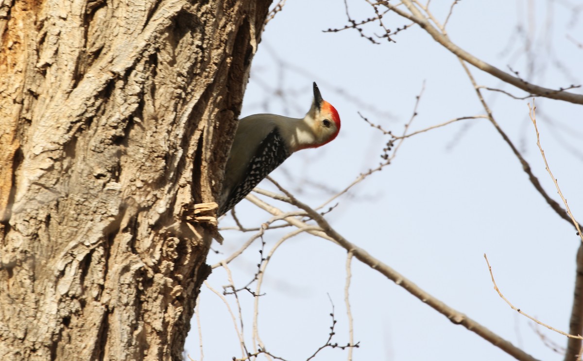 Red-bellied Woodpecker - ML518055711