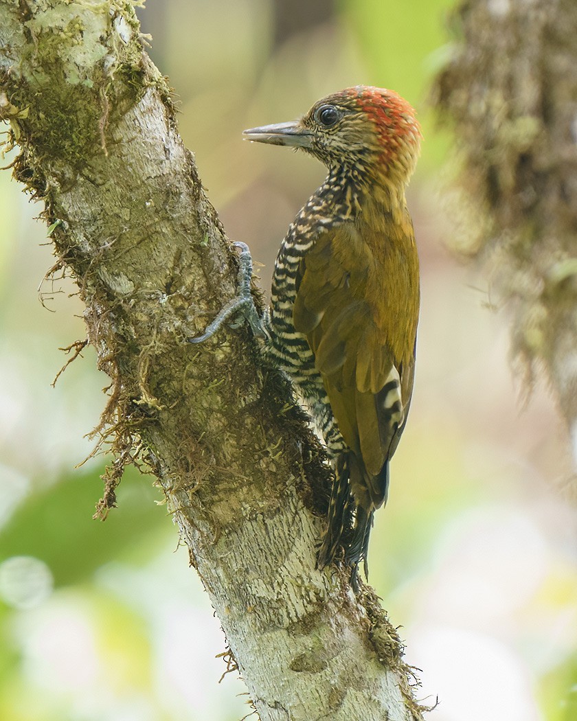 Carpintero del Chocó - ML518056031