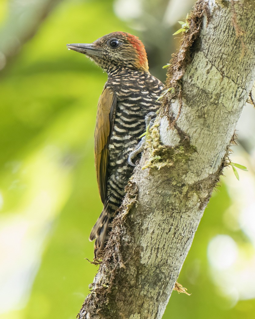 Carpintero del Chocó - ML518056041