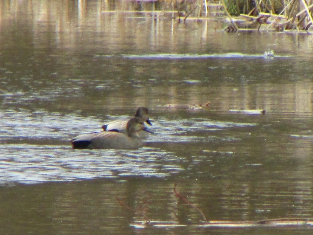 Canard chipeau - ML51805631