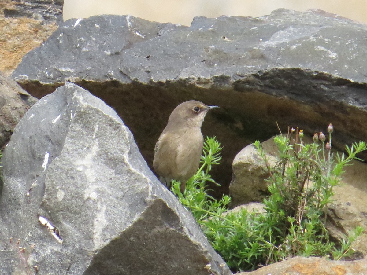 Moorland Chat - John Cooper